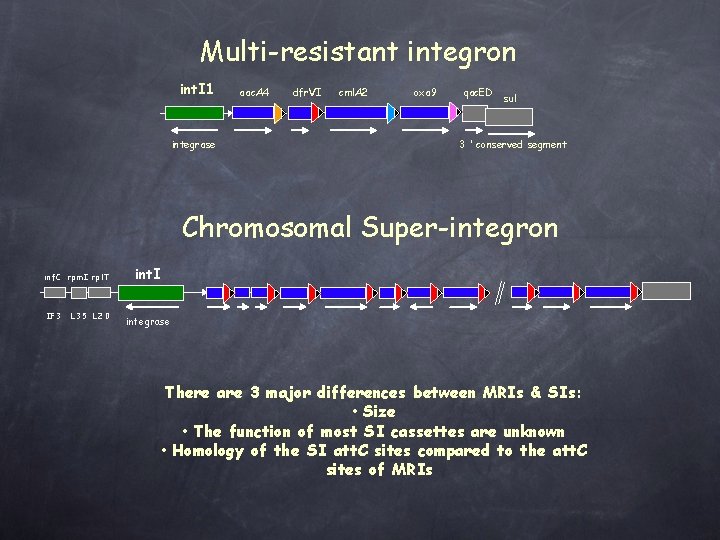 Multi-resistant integron int. I 1 integrase aac. A 4 dfr. VI cml. A 2