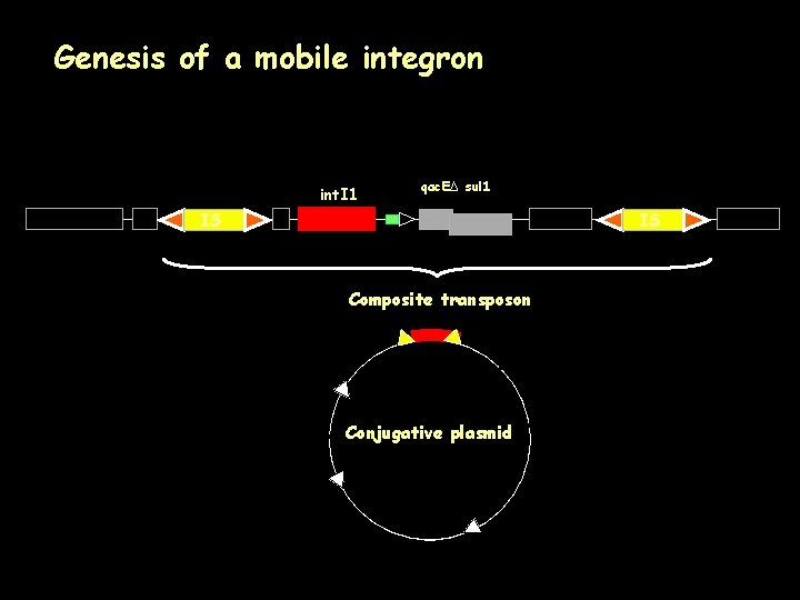 Genesis of a mobile integron int. I 1 qac. EΔ sul 1 IS IS