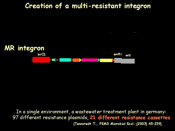 Creation of a multi-resistant integron SI Vibrio sp SIShewanellasp MR integron int. I 1