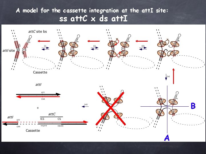 A model for the cassette integration at the att. I site: ss att. C