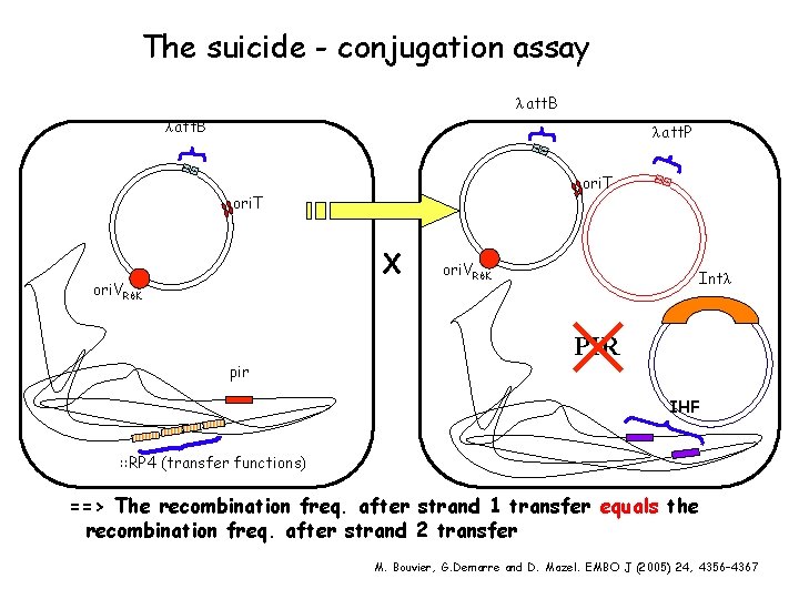 The suicide - conjugation assay λ att. B λ att. P ori. T X