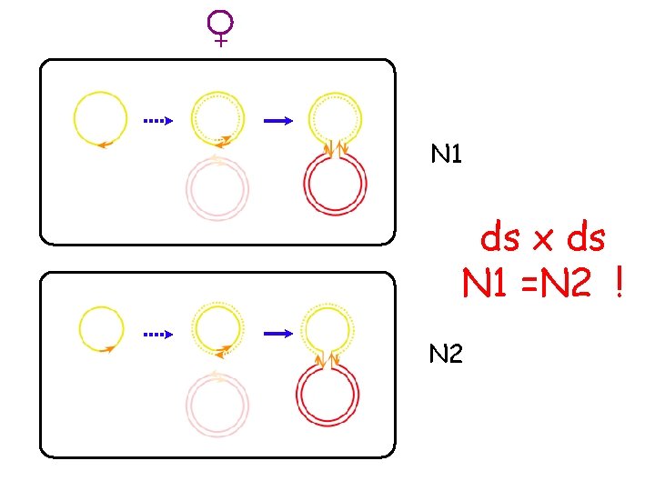 + N 1 ds x ds N 1 =N 2 ! N 2 