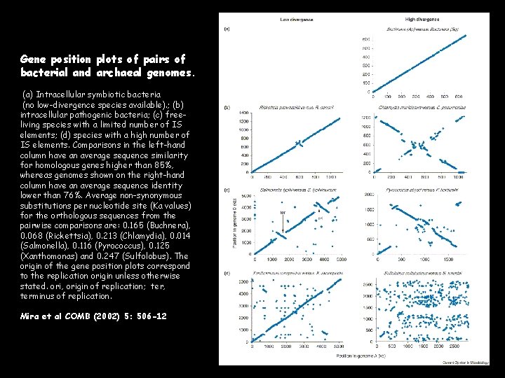 Gene position plots of pairs of bacterial and archaeal genomes. (a) Intracellular symbiotic bacteria