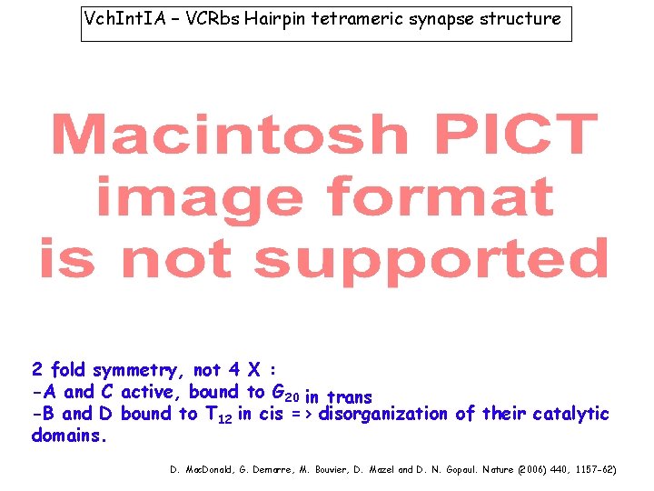 Vch. Int. IA – VCRbs Hairpin tetrameric synapse structure 2 fold symmetry, not 4