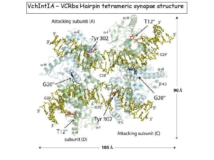 Vch. Int. IA – VCRbs Hairpin tetrameric synapse structure 