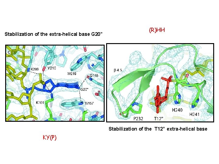 Stabilization of the extra-helical base G 20” (R)HH Stabilization of the T 12” extra-helical