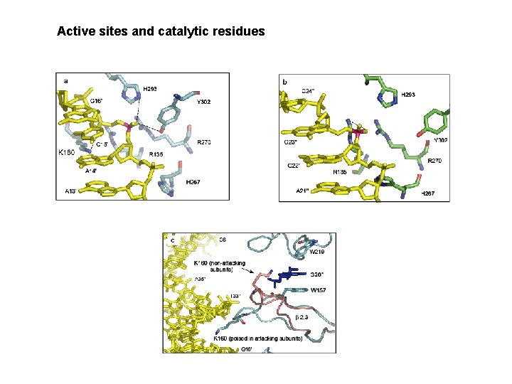 Active sites and catalytic residues 
