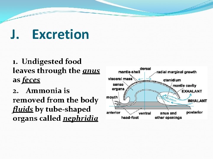 J. Excretion 1. Undigested food leaves through the anus as feces 2. Ammonia is