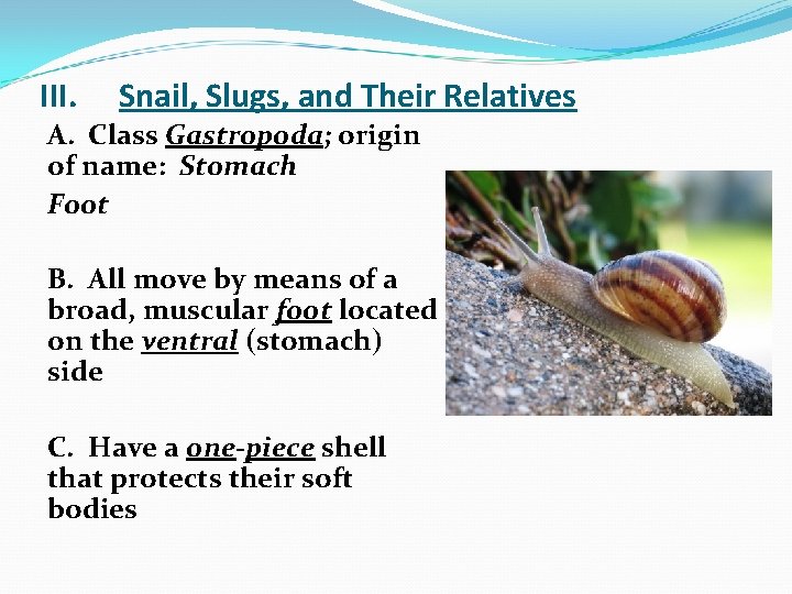 III. Snail, Slugs, and Their Relatives A. Class Gastropoda; origin of name: Stomach Foot