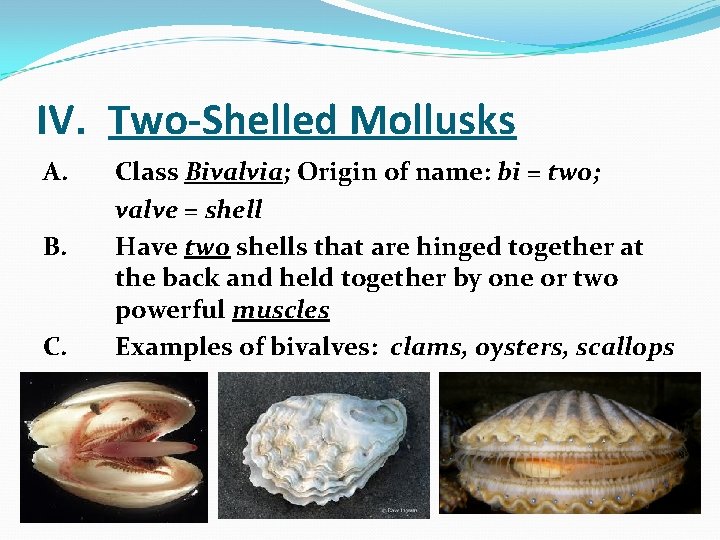 IV. Two-Shelled Mollusks A. B. Class Bivalvia; Origin of name: bi = two; valve