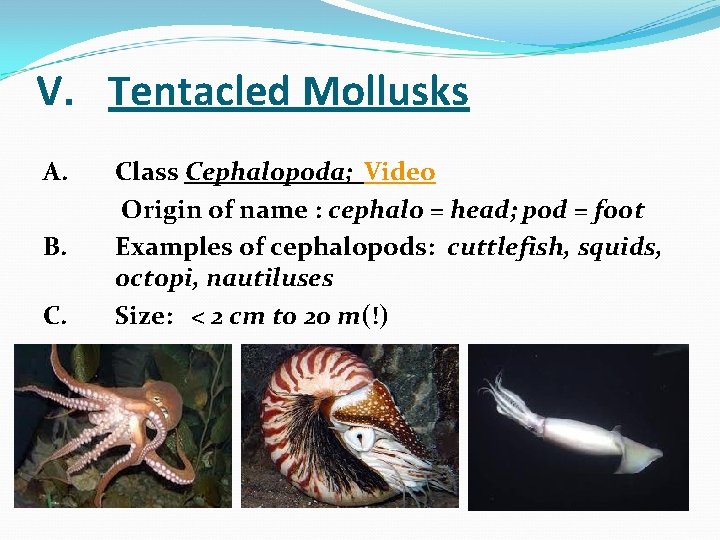 V. Tentacled Mollusks A. B. C. Class Cephalopoda; Video Origin of name : cephalo