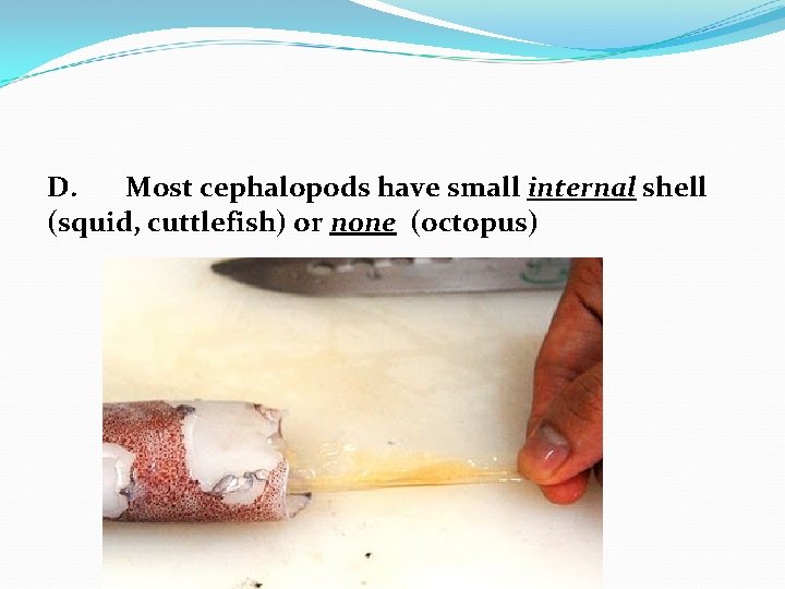 D. Most cephalopods have small internal shell (squid, cuttlefish) or none (octopus) 