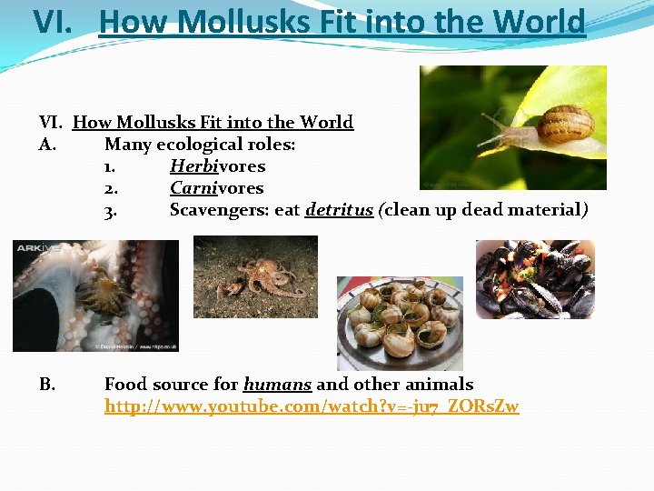 VI. How Mollusks Fit into the World A. Many ecological roles: 1. Herbivores 2.