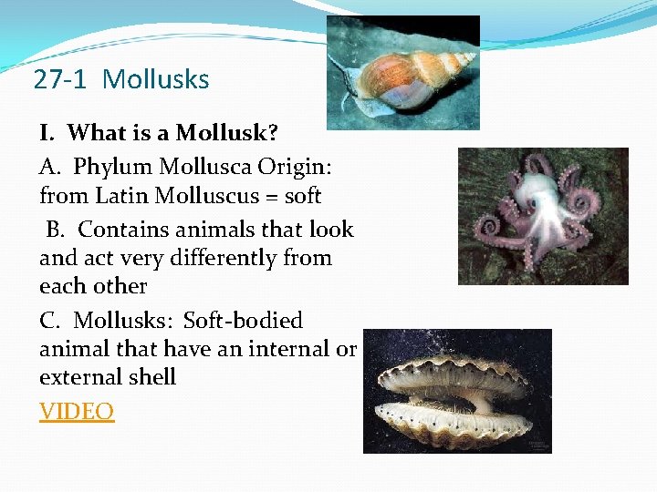 27 -1 Mollusks I. What is a Mollusk? A. Phylum Mollusca Origin: from Latin