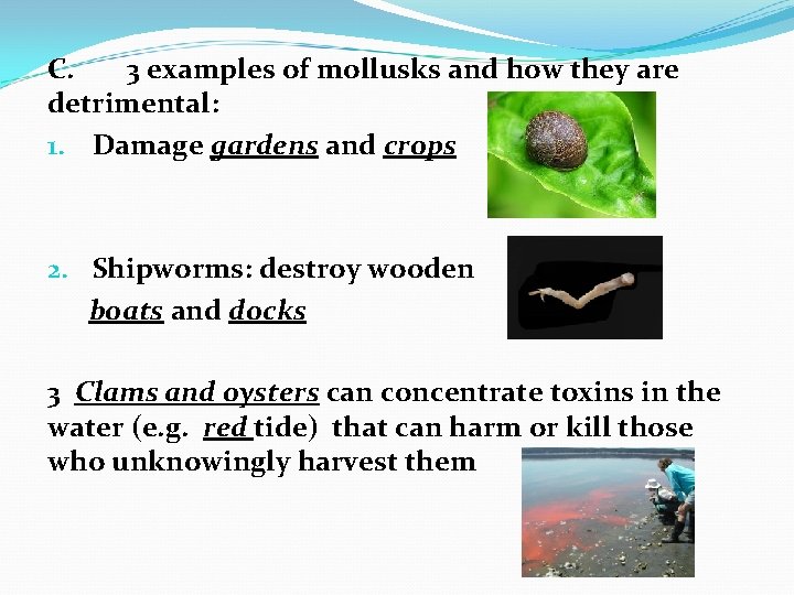 C. 3 examples of mollusks and how they are detrimental: 1. Damage gardens and