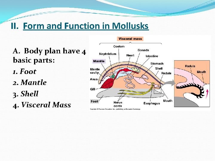 II. Form and Function in Mollusks A. Body plan have 4 basic parts: 1.