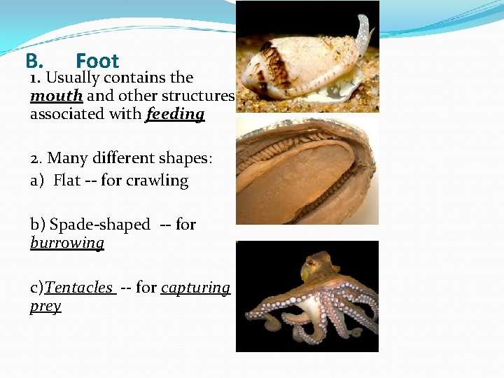 B. Foot 1. Usually contains the mouth and other structures associated with feeding 2.