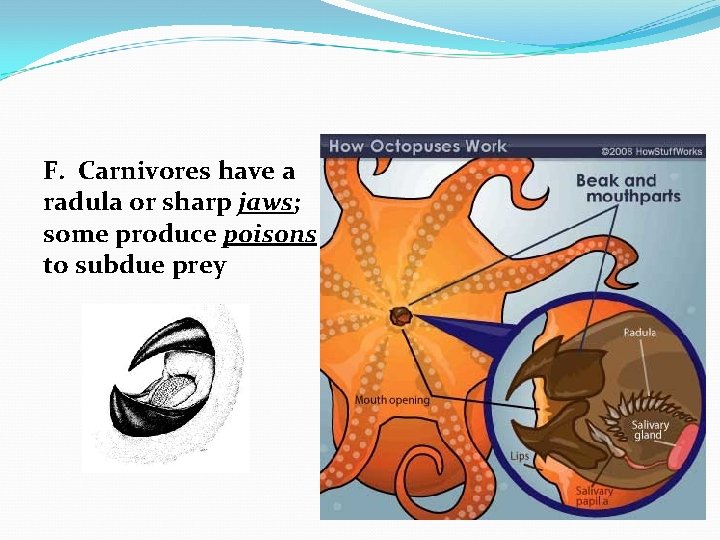 F. Carnivores have a radula or sharp jaws; some produce poisons to subdue prey