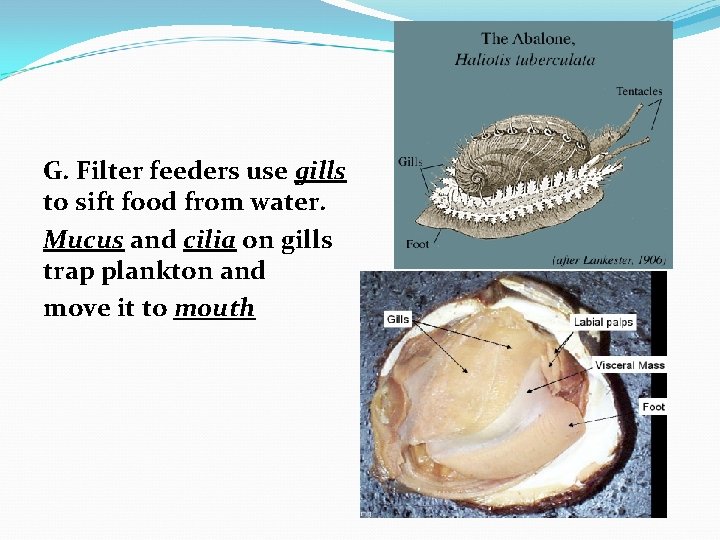 G. Filter feeders use gills to sift food from water. Mucus and cilia on