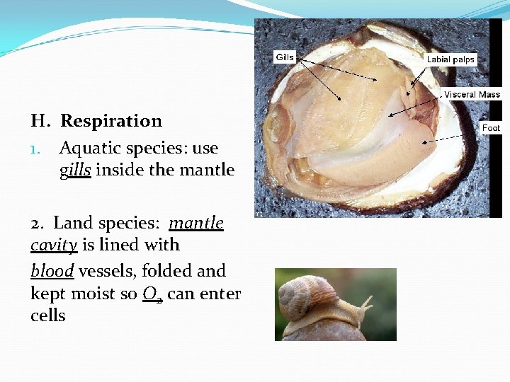 H. Respiration 1. Aquatic species: use gills inside the mantle 2. Land species: mantle