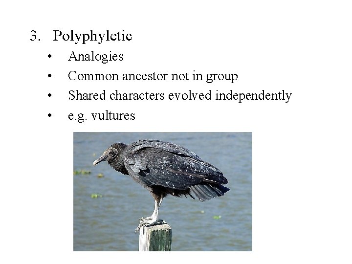 3. Polyphyletic • • Analogies Common ancestor not in group Shared characters evolved independently