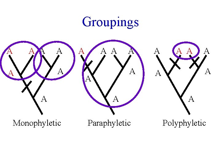 Groupings A A A A Monophyletic A A A A A Paraphyletic A A