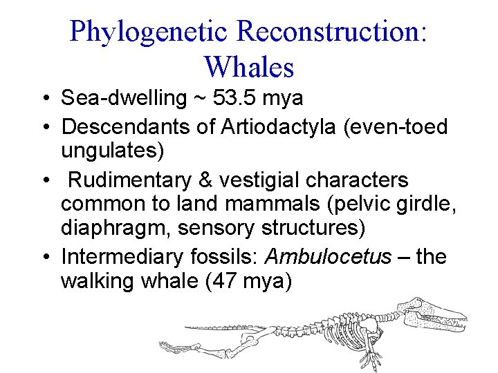 Phylogenetic Reconstruction: Whales • Sea-dwelling ~ 53. 5 mya • Descendants of Artiodactyla (even-toed