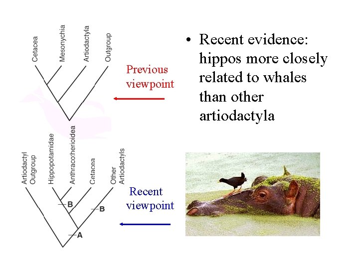 Previous viewpoint Recent viewpoint • Recent evidence: hippos more closely related to whales than