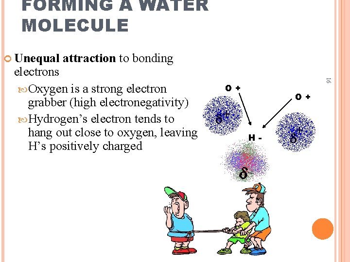 FORMING A WATER MOLECULE Unequal attraction to bonding 16 electrons Oxygen is a strong