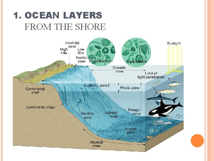 1. OCEAN LAYERS FROM THE SHORE 