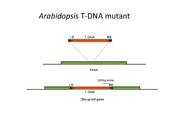 Arabidopsis T-DNA mutant LB T-DNA RB Gene 1000 bp probe LB RB T-DNA Disrupted