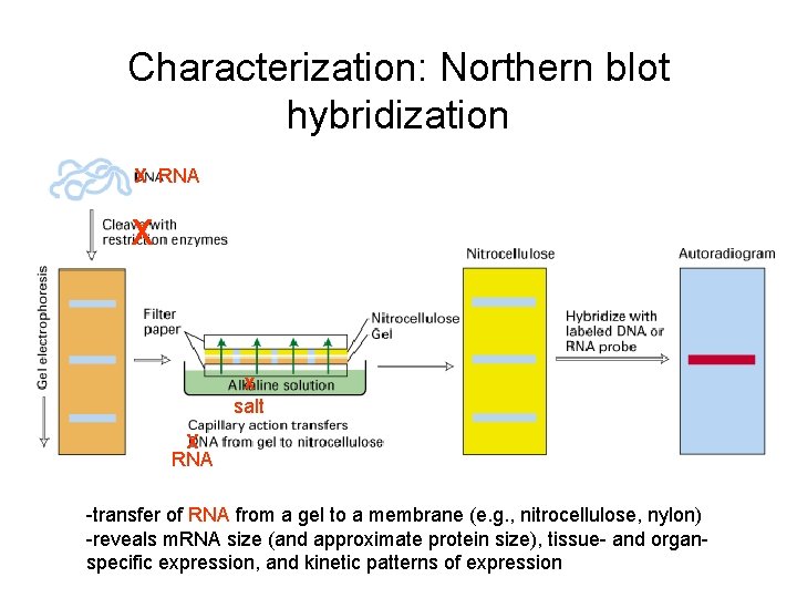 Characterization: Northern blot hybridization X RNA X x salt X RNA -transfer of RNA