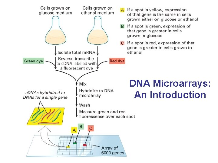 DNA Microarrays: An Introduction 