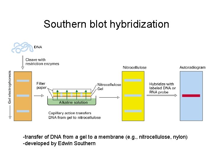Southern blot hybridization -transfer of DNA from a gel to a membrane (e. g.