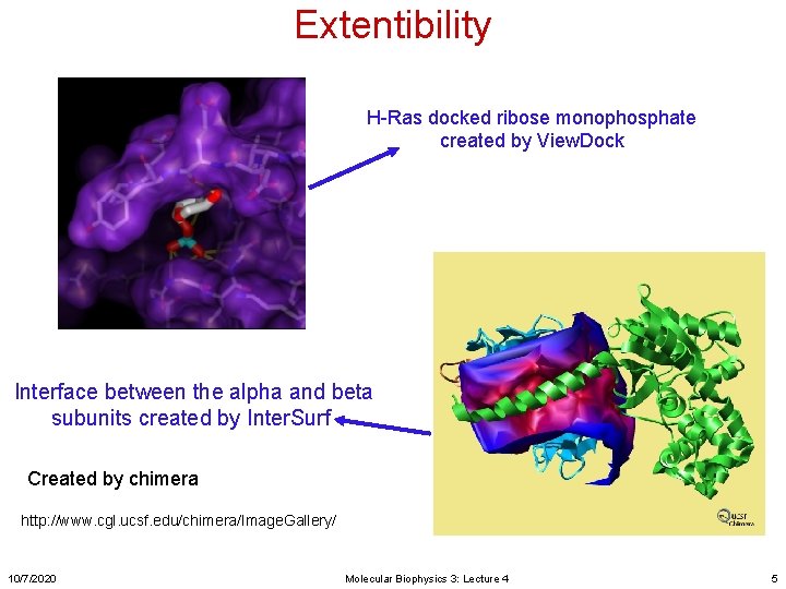 Extentibility H-Ras docked ribose monophosphate created by View. Dock Interface between the alpha and