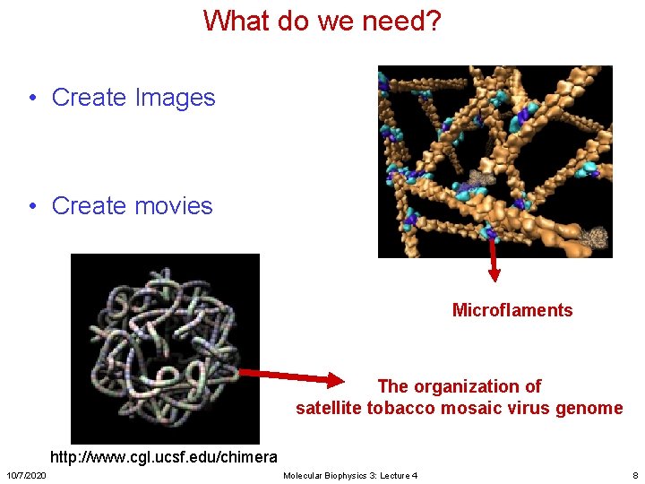 What do we need? • Create Images • Create movies Microflaments The organization of