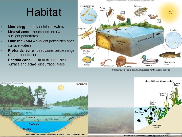Habitat • • • Limnology – study of inland waters Littoral zone – nearshore