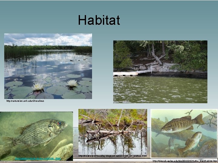 Habitat http: //extension. unh. edu/Shorelines http: //www. kentuckyawake. org/Rock_Bass http: //seasonsinthevalley. blogspot. ca/2014_05_01_archive. html