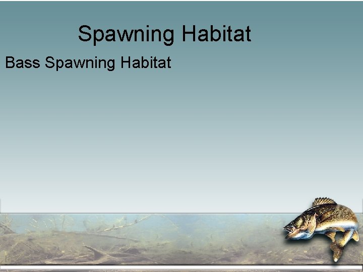 Spawning Habitat Bass Spawning Habitat 