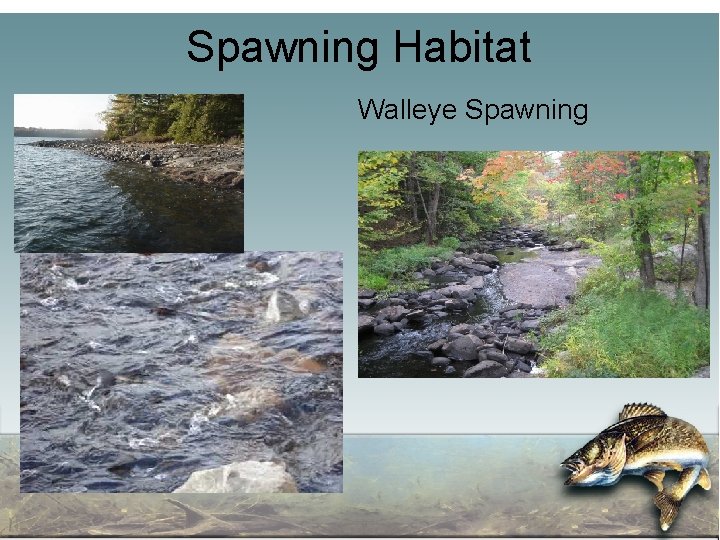 Spawning Habitat Walleye Spawning 