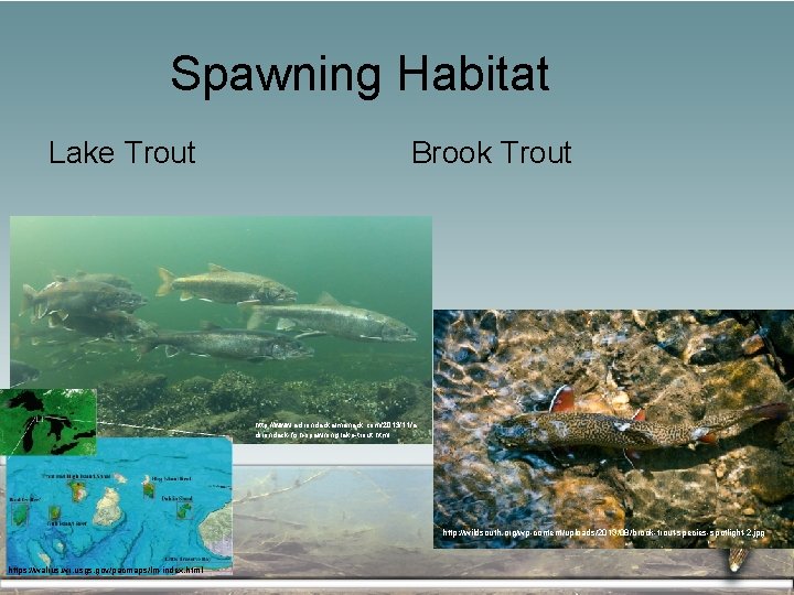 Spawning Habitat Lake Trout Brook Trout http: //www. adirondackalmanack. com/2013/11/a dirondack-fish-spawning-lake-trout. html http: //wildsouth.