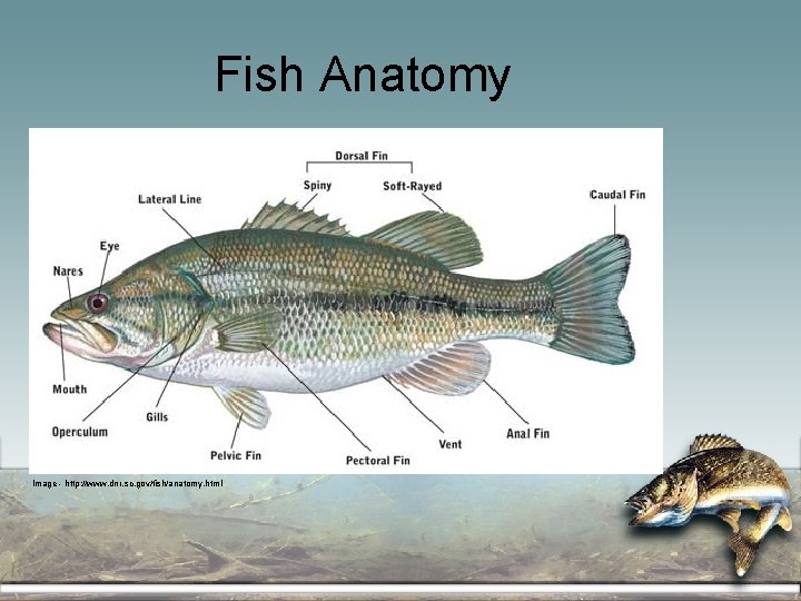 Fish Anatomy Image - http: //www. dnr. sc. gov/fish/anatomy. html 