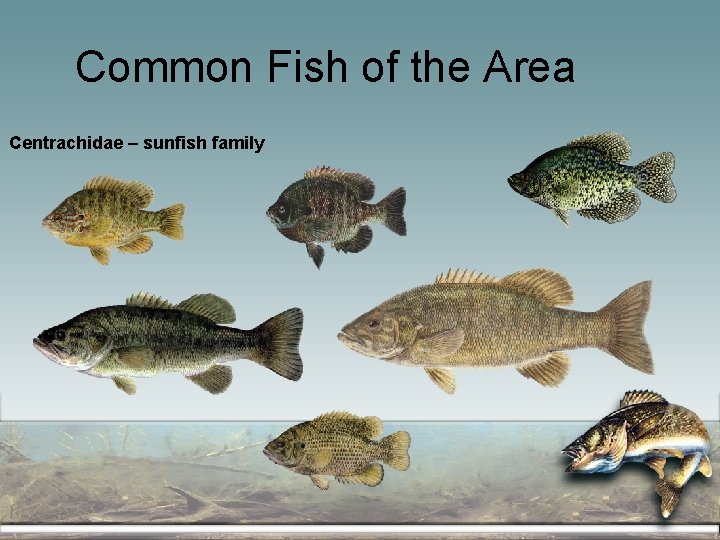 Common Fish of the Area Centrachidae – sunfish family 
