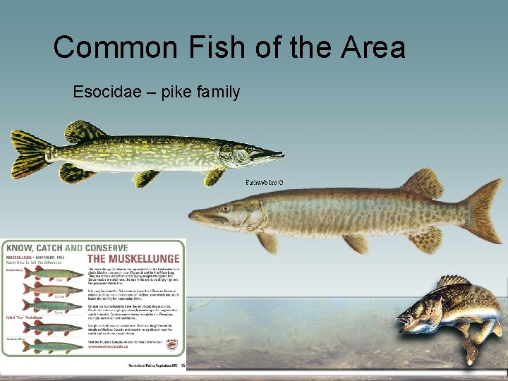 Common Fish of the Area Esocidae – pike family 