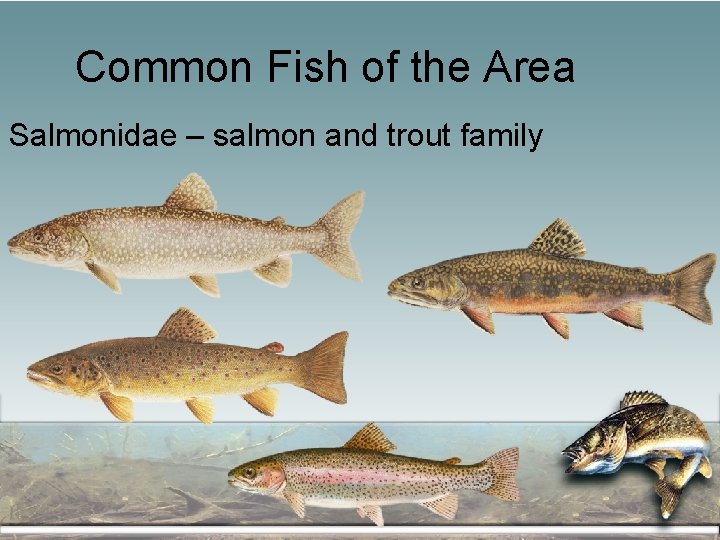 Common Fish of the Area Salmonidae – salmon and trout family 
