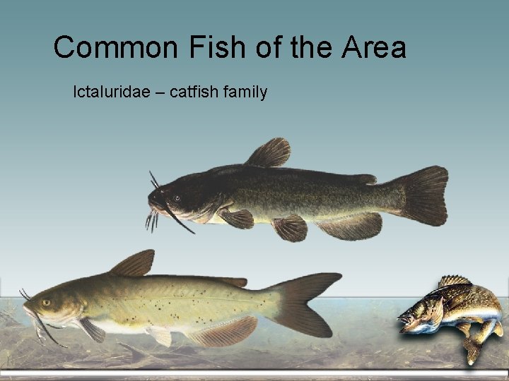 Common Fish of the Area Ictaluridae – catfish family 