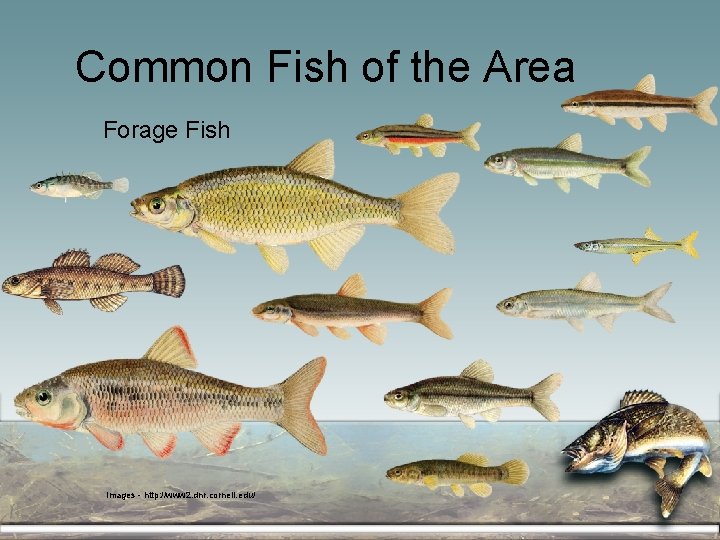 Common Fish of the Area Forage Fish Images - http: //www 2. dnr. cornell.