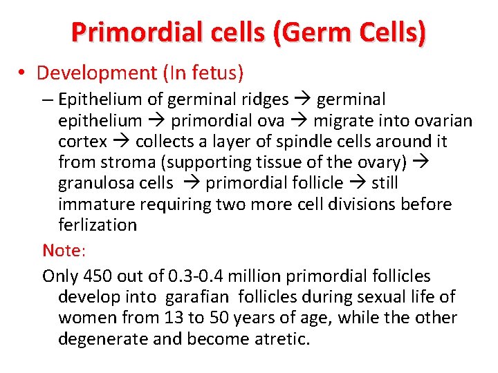 Primordial cells (Germ Cells) • Development (In fetus) – Epithelium of germinal ridges germinal
