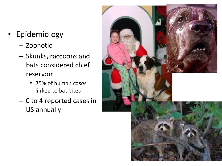  • Epidemiology – Zoonotic – Skunks, raccoons and bats considered chief reservoir •