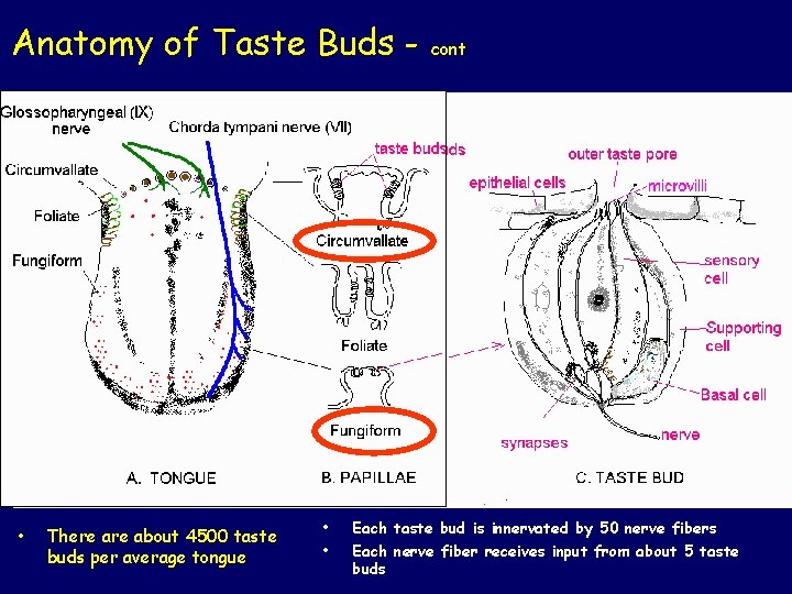 Anatomy of Taste Buds - • There about 4500 taste buds per average tongue